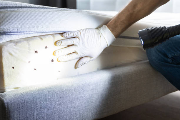 Best Affordable Pest Control Services  in Maumee, OH