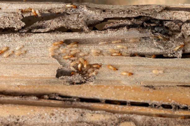 Best Exterminator Services  in Maumee, OH